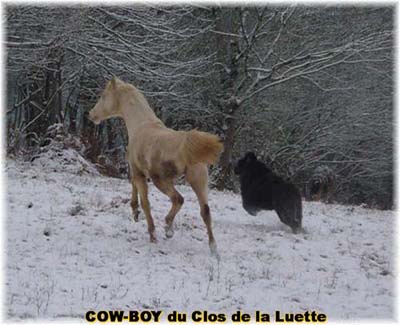 le bouvier des flandres et le cheval - Elevage du CLOS DE LA LUETTE - COPYRIGHT DEPOSE